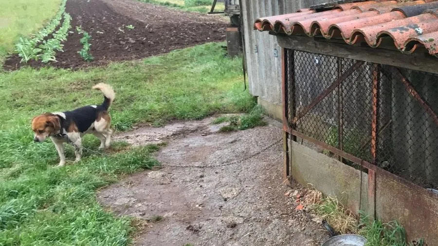 Imagen de archivo de un perro atado