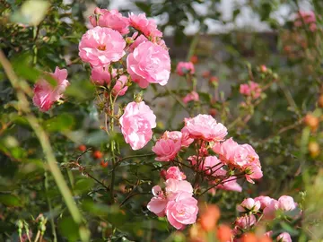 Phoenix Park Phoenix Park