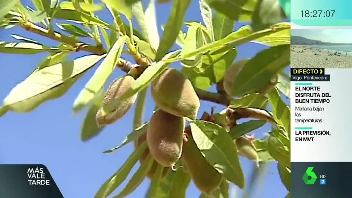 avispilla del almendra