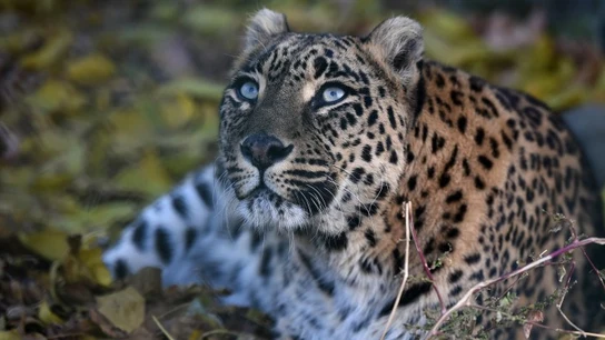 Imagen de archivo de un ejemplar de leopardo Imagen de archivo de un ejemplar de leopardo