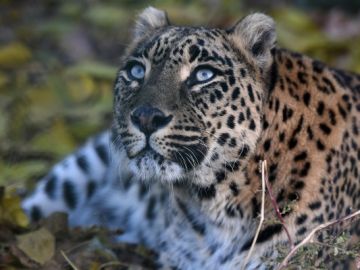 Imagen de archivo de un ejemplar de leopardo Imagen de archivo de un ejemplar de leopardo