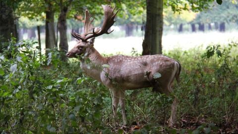 Phoenix Park