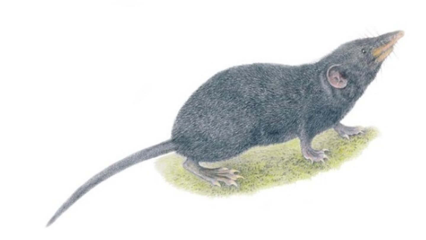 Recreaci&oacute;n de la nueva especie de Musara&ntilde;a