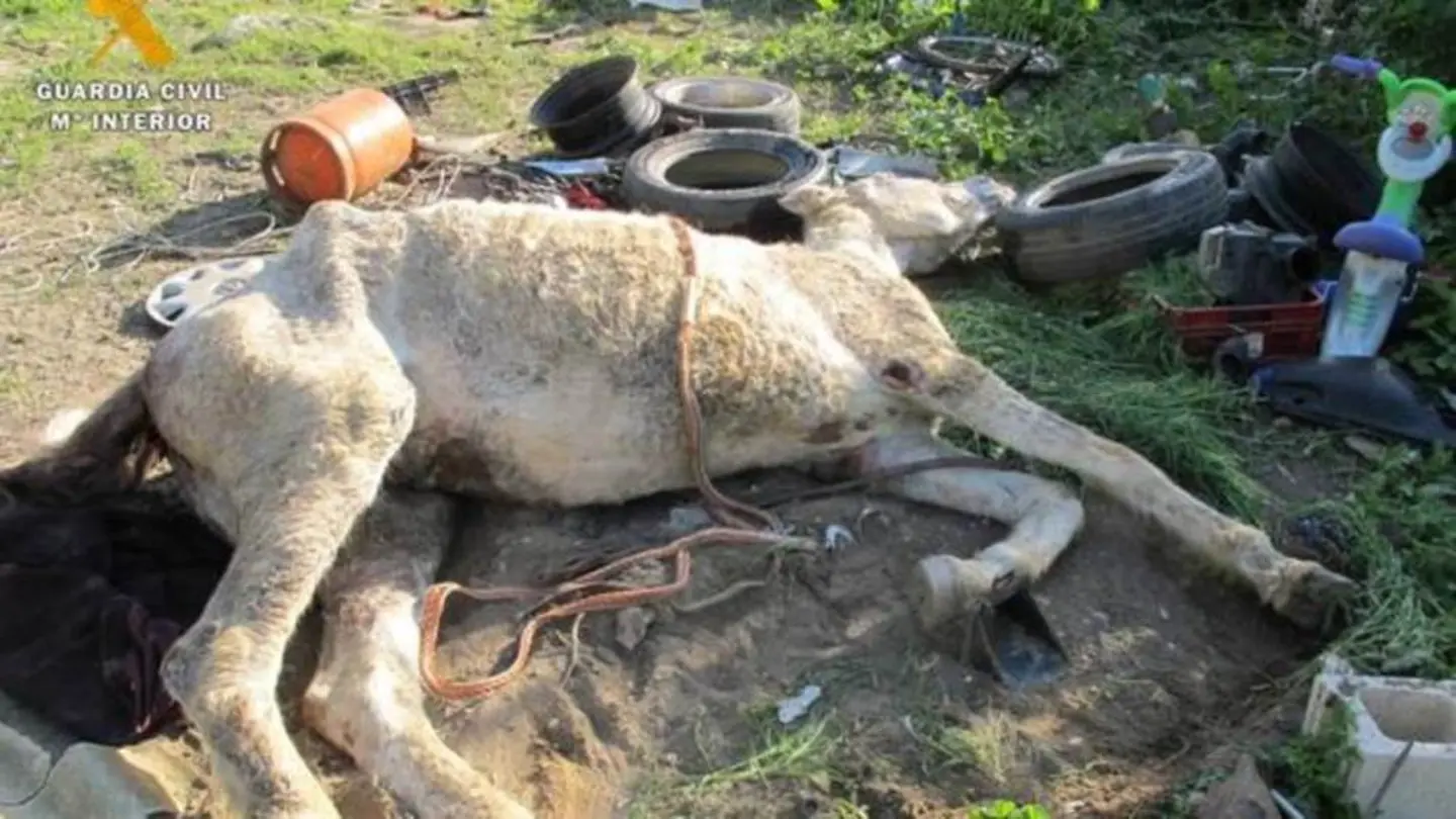 Estado del caballo cuando fue encontrado por el Seprona Estado del caballo cuando fue encontrado por el SEPRONA