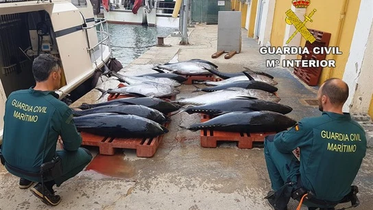 Incautación de atún rojo Incautación de atún rojo