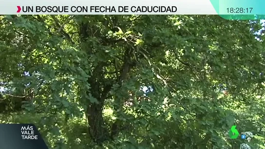 Bosque en Vigo Bosque en Vigo