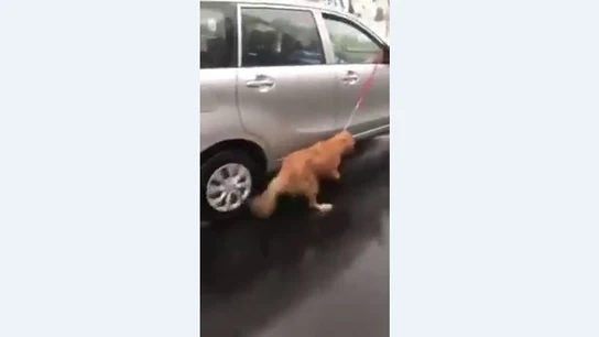 Arrastran a un perro atado a un coche bajo la lluvia Arrastran a un perro atado a un coche bajo la lluvia