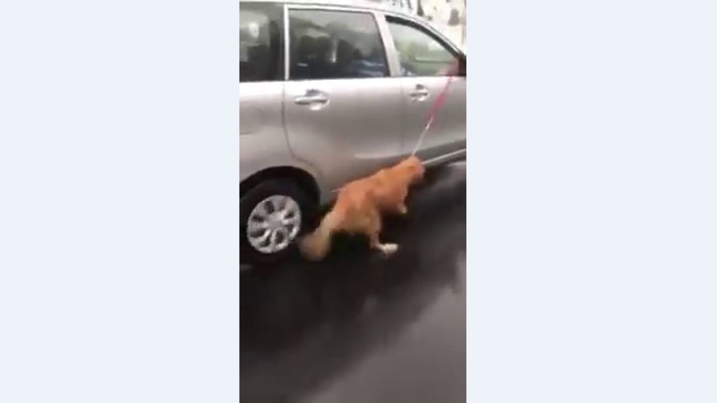 Arrastran a un perro atado a un coche bajo la lluvia