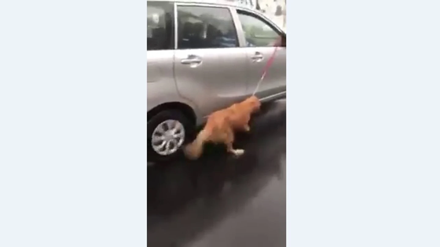 Arrastran a un perro atado a un coche bajo la lluvia Arrastran a un perro atado a un coche bajo la lluvia