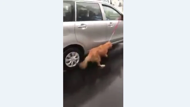 Arrastran a un perro atado a un coche bajo la lluvia