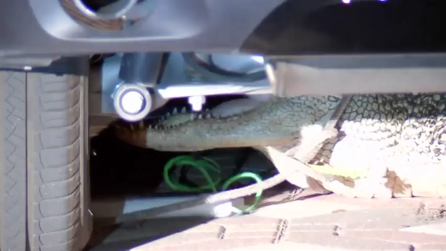 El susto de una familia en EEUU: encuentran un enorme cocodrilo escondido debajo del coche
