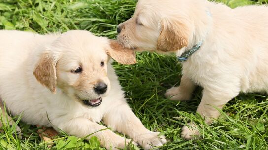 Golpear y recortarle las orejas a un perro cachorro no es delito, seg&uacute;n una sentencia judicial
