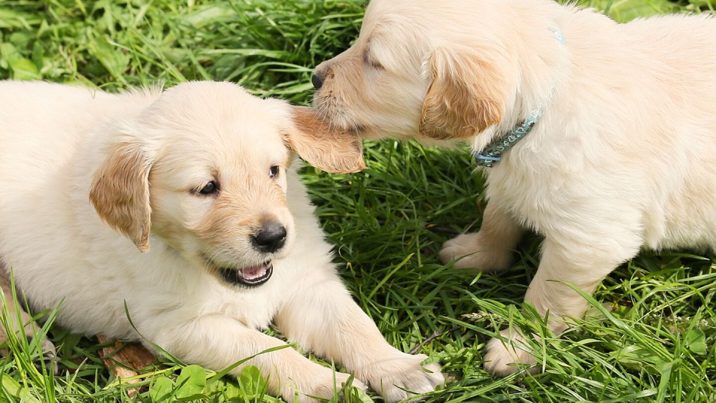 Golpear y recortarle las orejas a un perro cachorro no es delito, seg&uacute;n una sentencia judicial