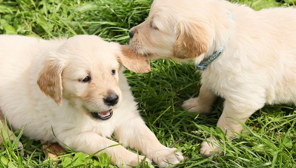 Golpear y recortarle las orejas a un perro cachorro no es delito, según una sentencia judicial