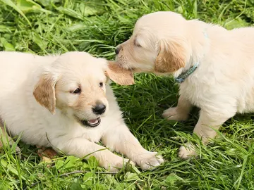 Golpear y recortarle las orejas a un perro cachorro no es delito, según una sentencia judicial Golpear y recortarle las orejas a un perro cachorro no es delito, según una sentencia judicial