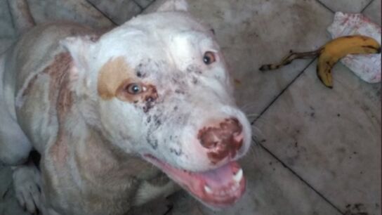 Perro maltratado encontrado en una casa okupa en Valencia