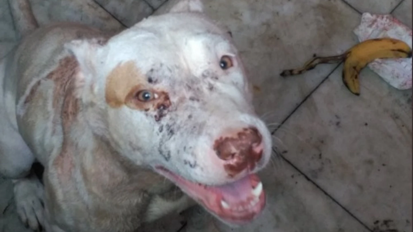 Perro maltratado encontrado en una casa okupa en Valencia Perro maltratado encontrado en una casa okupa en Valencia