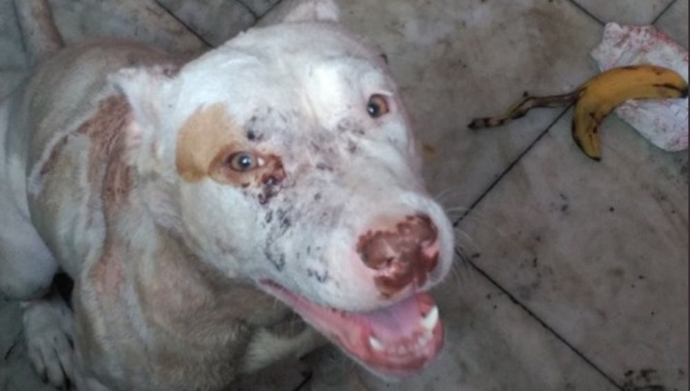 Perro maltratado encontrado en una casa okupa en Valencia