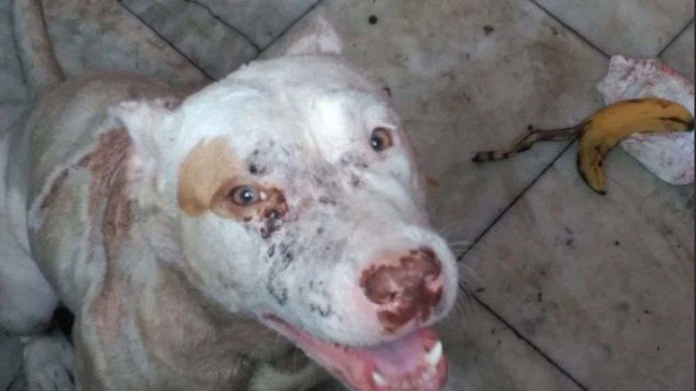 Perro maltratado encontrado en una casa okupa en Valencia Perro maltratado encontrado en una casa okupa en Valencia