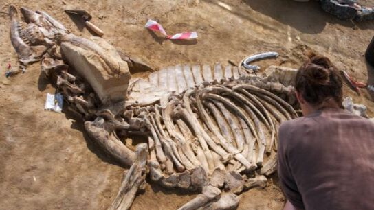 Restos encontrados en el yacimiento arqueol&oacute;gico de Camp dels Ninots