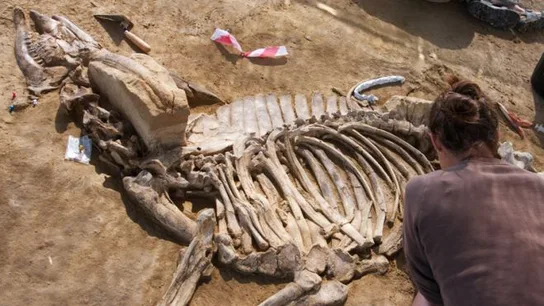 Restos encontrados en el yacimiento arqueológico de Camp dels Ninots Restos encontrados en el yacimiento arqueológico de Camp dels Ninots