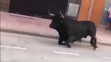 Un toro en los festejos de Vila Real