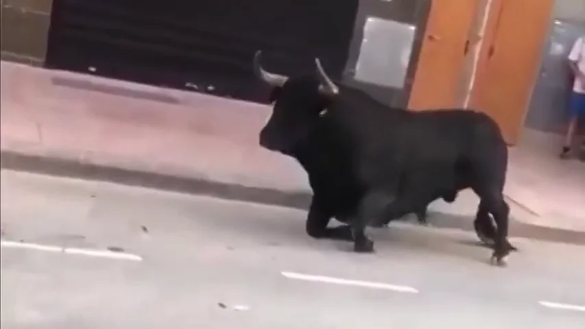Un toro en los festejos de Vila Real Un toro en los festejos de Vila Real