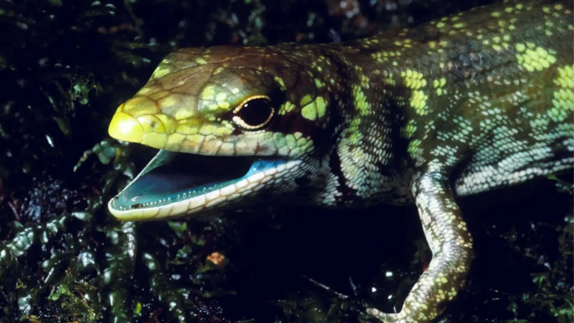 El misterio que oculta la sangre verde de los lagartos de Nueva Guinea