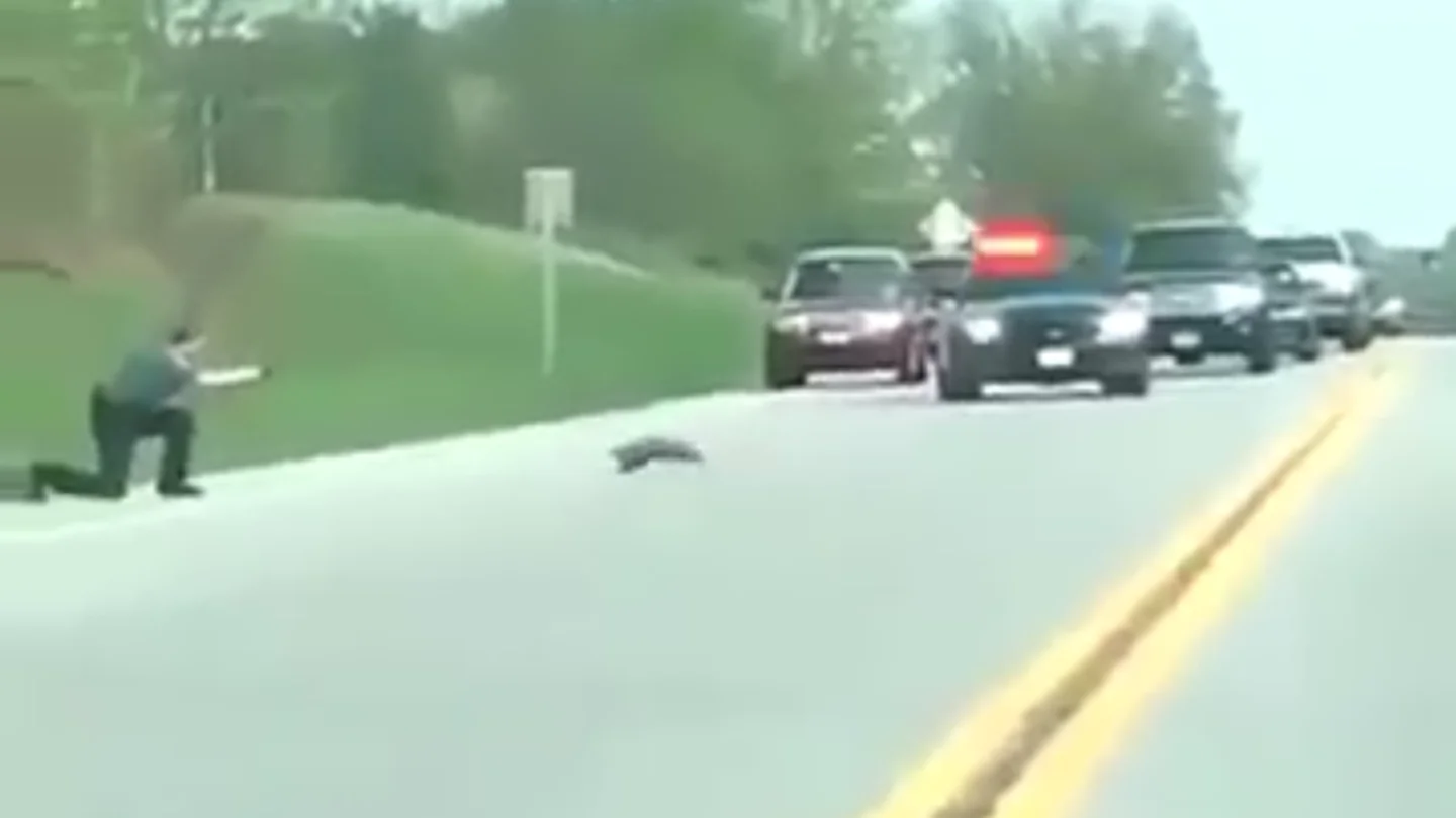 Policía mata a una marmota en EEUU Policía mata a una marmota en EEUU