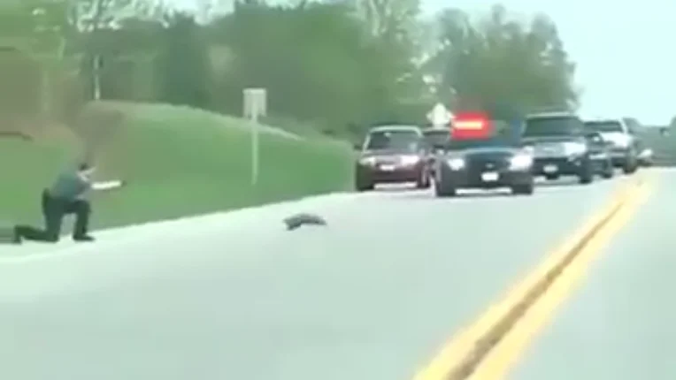 Policía mata a una marmota en EEUU Policía mata a una marmota en EEUU