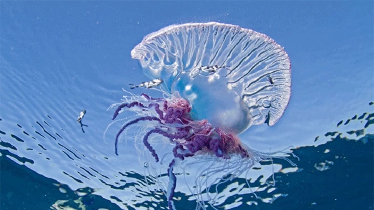 Imagen de una carabela portuguesa Imagen de una carabela portuguesa