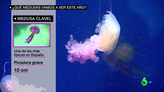 medusas medusas