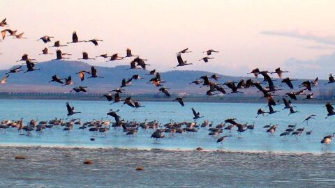 Laguna de Gallocanta