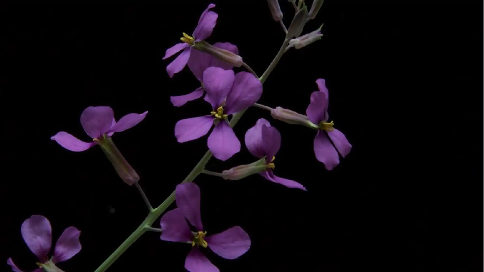 Moricandia moricandioides. / Lucía Desoto, (EEZA-CSIC)