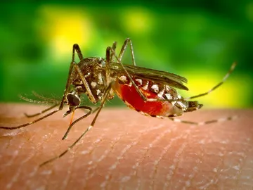 Los mosquitos se alimentan de las proteínas de nuestra sangre Los mosquitos se alimentan de las proteínas de nuestra sangre