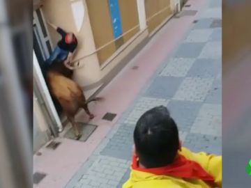 toro toro