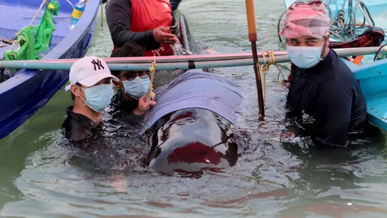 Muere una ballena en Tailandia tras tragarse ochenta bolsas de plástico Muere una ballena en Tailandia tras tragarse ochenta bolsas de plástico