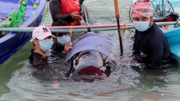 Muere una ballena en Tailandia tras tragarse ochenta bolsas de plástico