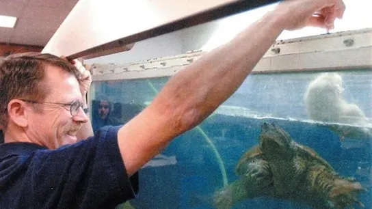 El profesor alimentando a la tortuga El profesor alimentando a la tortuga