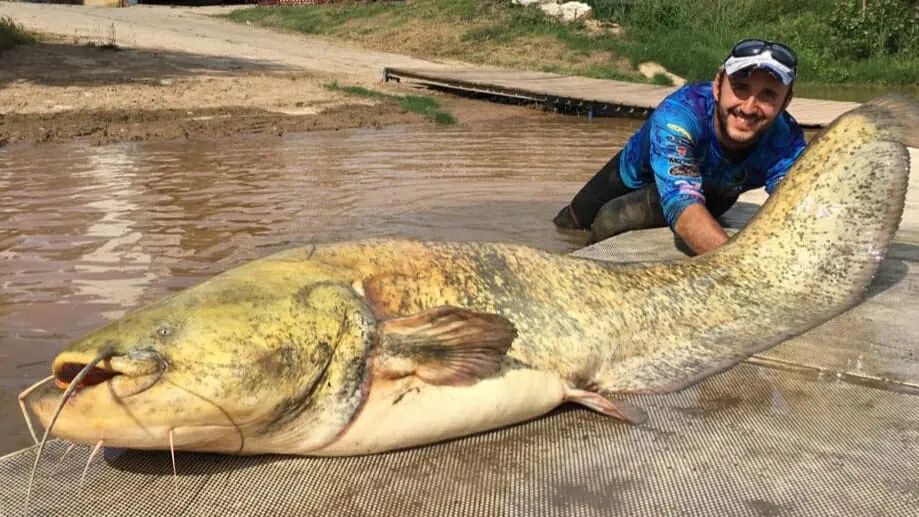 El pescador con el siluro