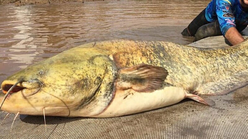 Pesca un pez de casi 2 metros en el río Ebro