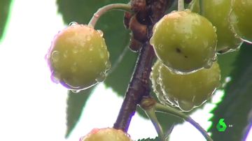 Cerezas del Bierzo