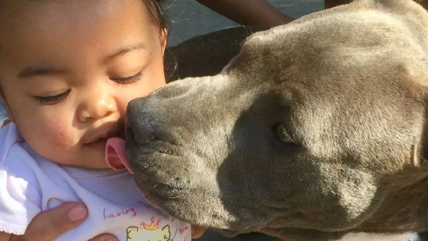 Sasha, la 'heroica' perra que salva a una bebé de un incendio Sasha, la 'heroica' perra que salva a una bebé de un incendio