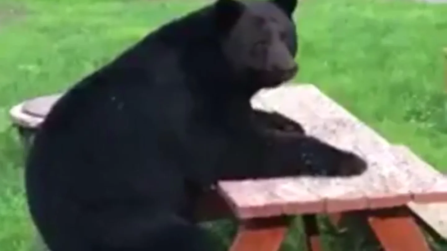 Un oso se sienta a 'merendar' en un parque de Alaska Un oso se sienta a 'merendar' en un parque de Alaska