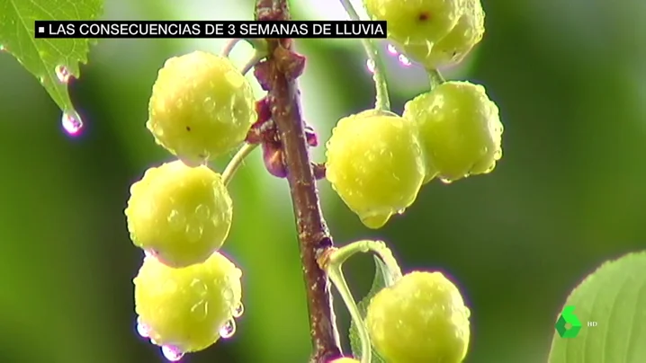 Las consecuencias de tres semanas de lluvia: embalses llenos pero temporada desastrosa para la fruta de verano