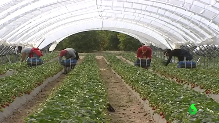 Detienen al capataz de una finca de Aljaraque