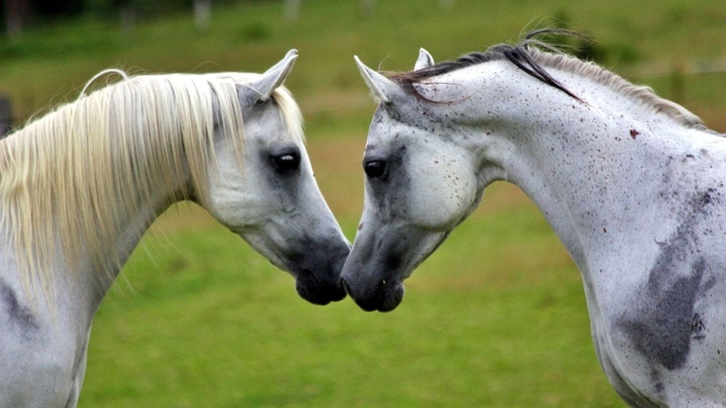 Dos caballos