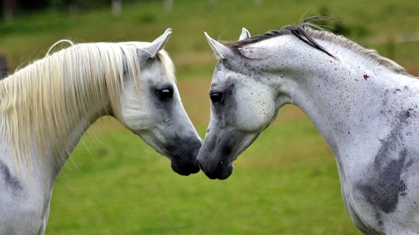 Dos caballos Dos caballos