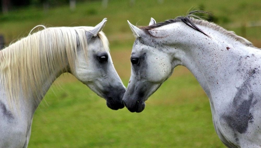 Los caballos mejoran la calidad de vida de personas con esclerosis multiple