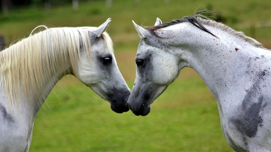 Los caballos mejoran la calidad de vida de personas con esclerosis multiple